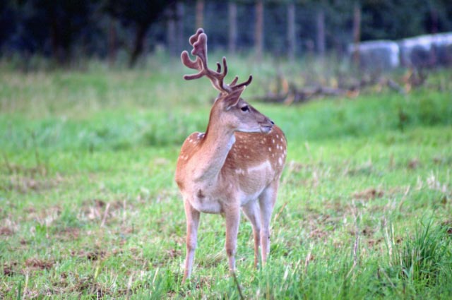 Fereinwohnung oder Hotelzimmer im alten Land