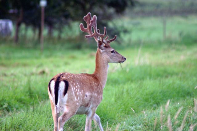 Fereinwohnung oder Hotelzimmer im alten Land