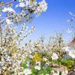 Ferienwohnung und Hotelzimmer im alten Land bei Hamburg