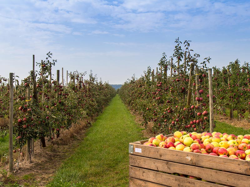 Ferienwohnung und Hotelzimmer im alten Land bei Hamburg